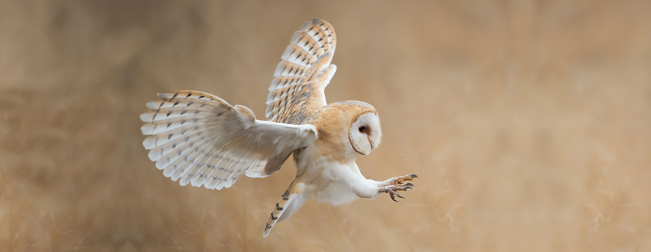 Barn Owl Maintenance Programs | Home